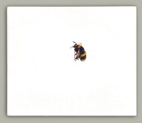 Hazel Mountford - One Bee Left: Buff-tailed Bumblebee