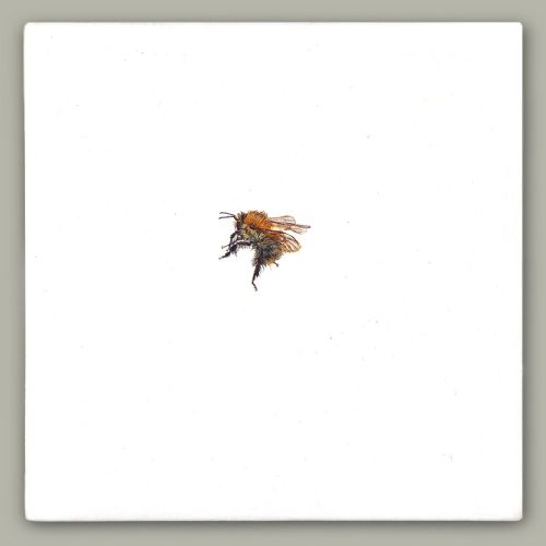 Hazel Mountford - One Bee Left - Common Carder Bee