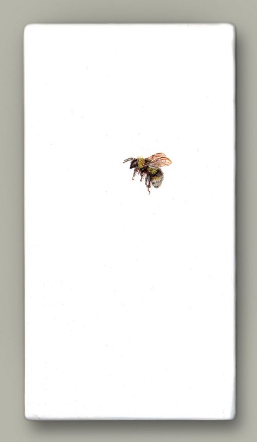 Hazel Mountford - One Bee Left : Gypsy Cuckoo Bumblebee