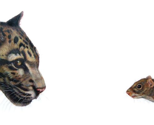 Hazel Mountford - Top Predator: Clouded Leopard and Squirrel