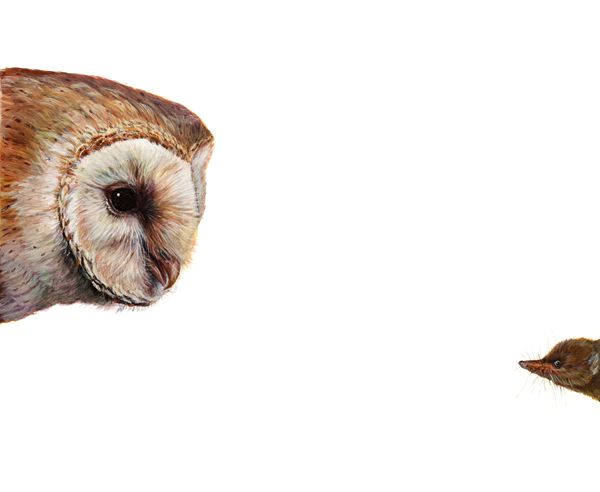 Top Predator: Owl and Shrew by Hazel Mountford