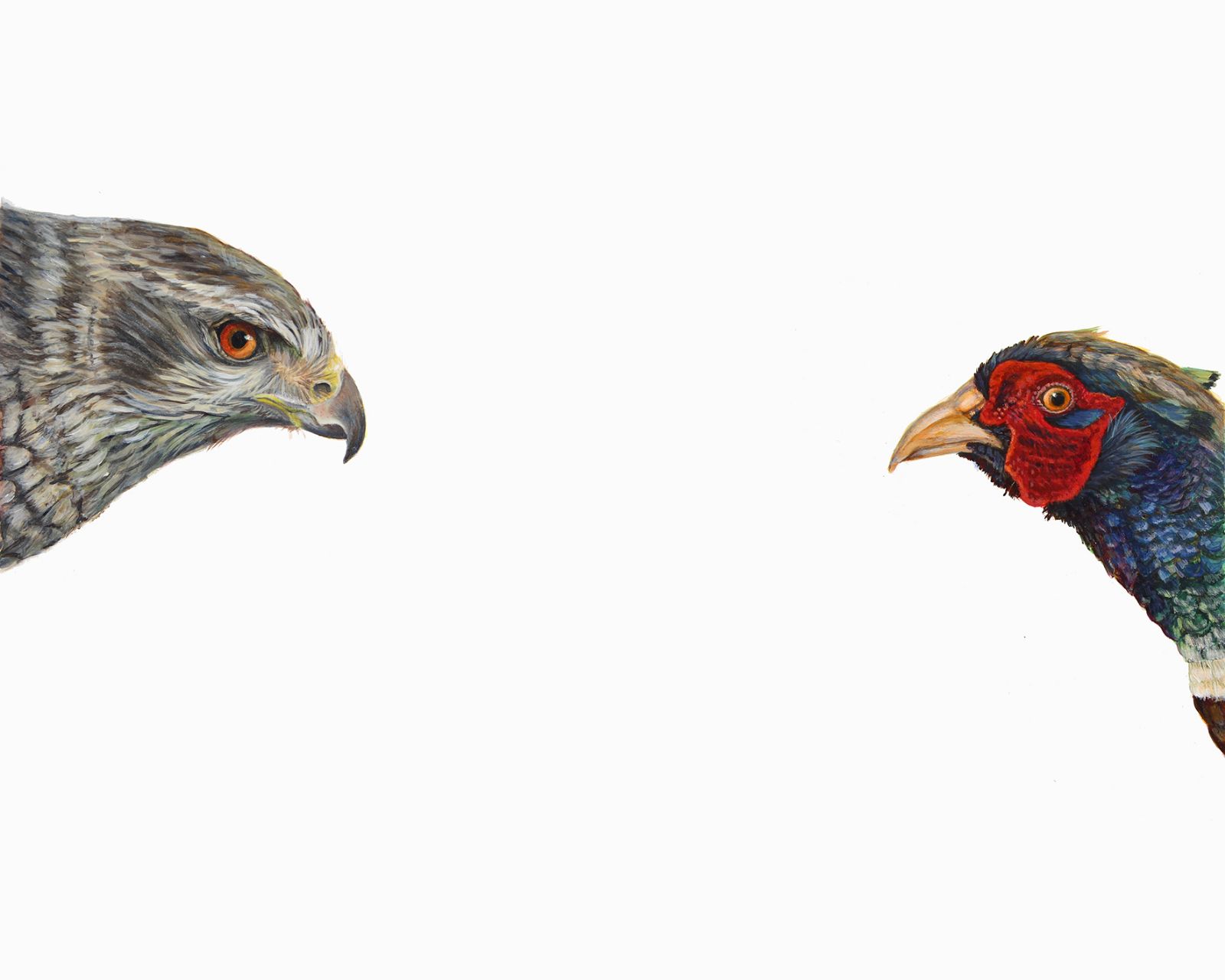Top Predator: Hawk & Pheasant by Hazel Mountford