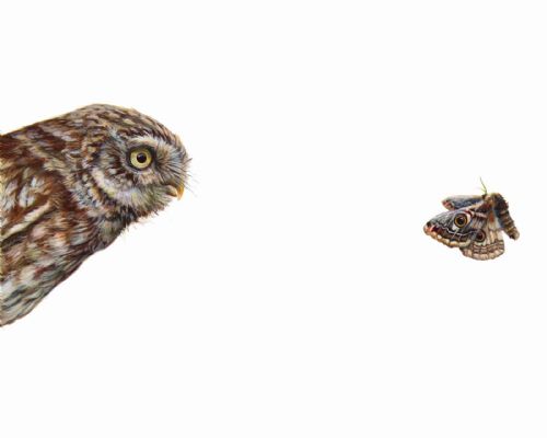 Hazel Mountford - Top Predator : Owl & Moth