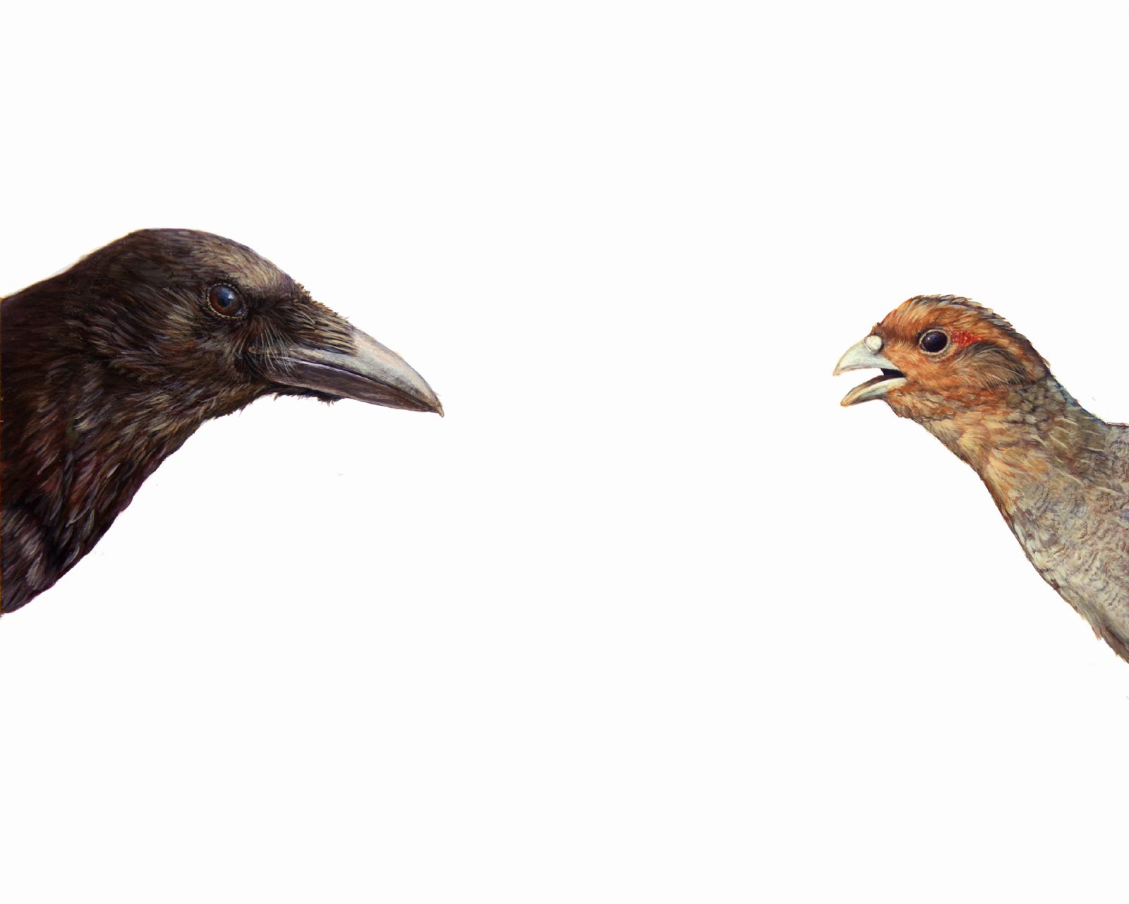 Top Predator: Crow & Partridge by Hazel Mountford