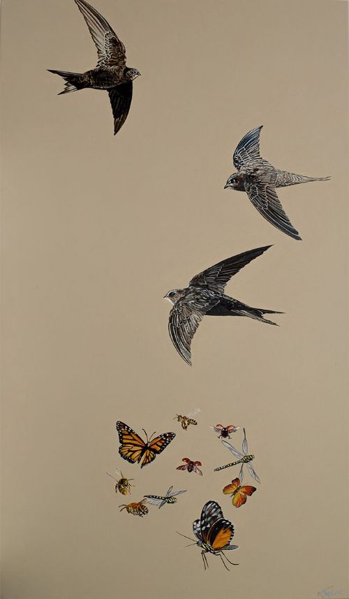 Natalie Toplass - Gliding Swifts and Beautiful Insects