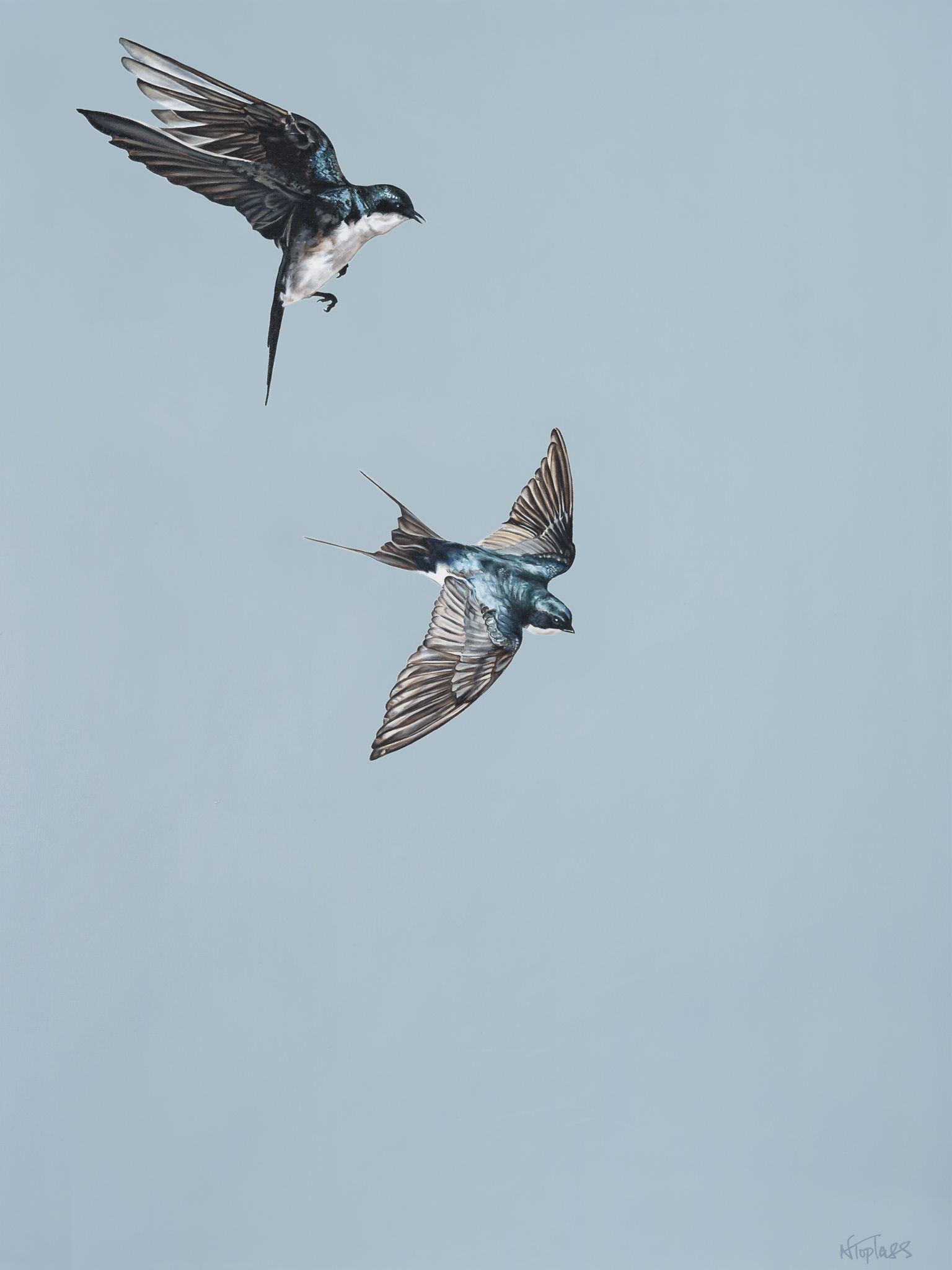 Swallows by Natalie Toplass
