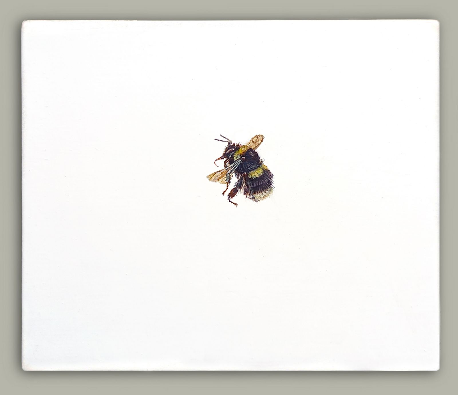 One Bee Left - Broken Belted Bumblebee by Hazel Mountford