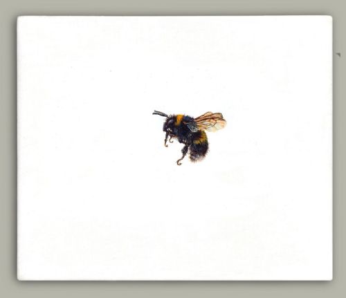 Hazel Mountford - One Bee Left - Buff-tailed Bumblebee