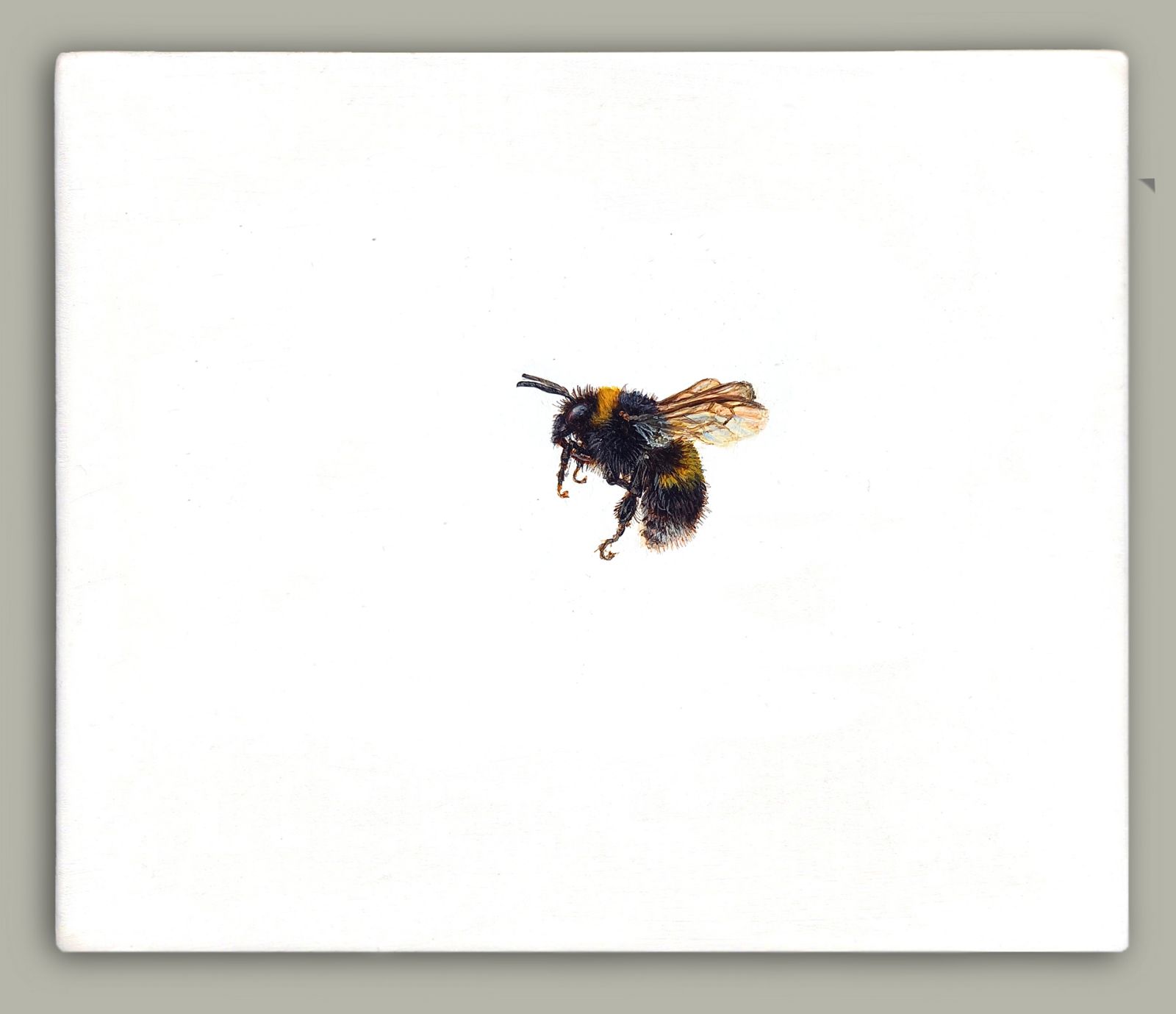 One Bee Left - Buff-tailed Bumblebee by Hazel Mountford
