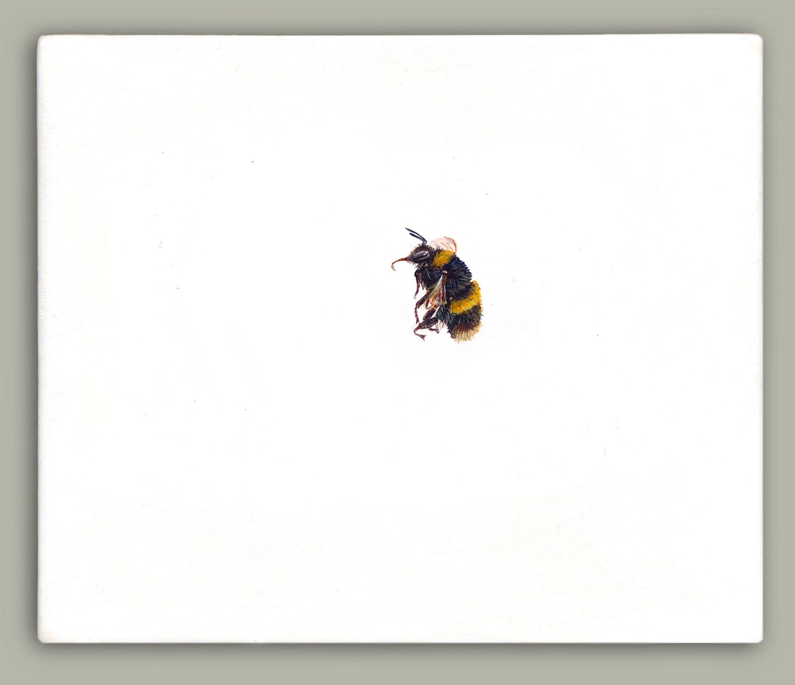 One Bee Left: Buff-tailed Bumblebee by Hazel Mountford