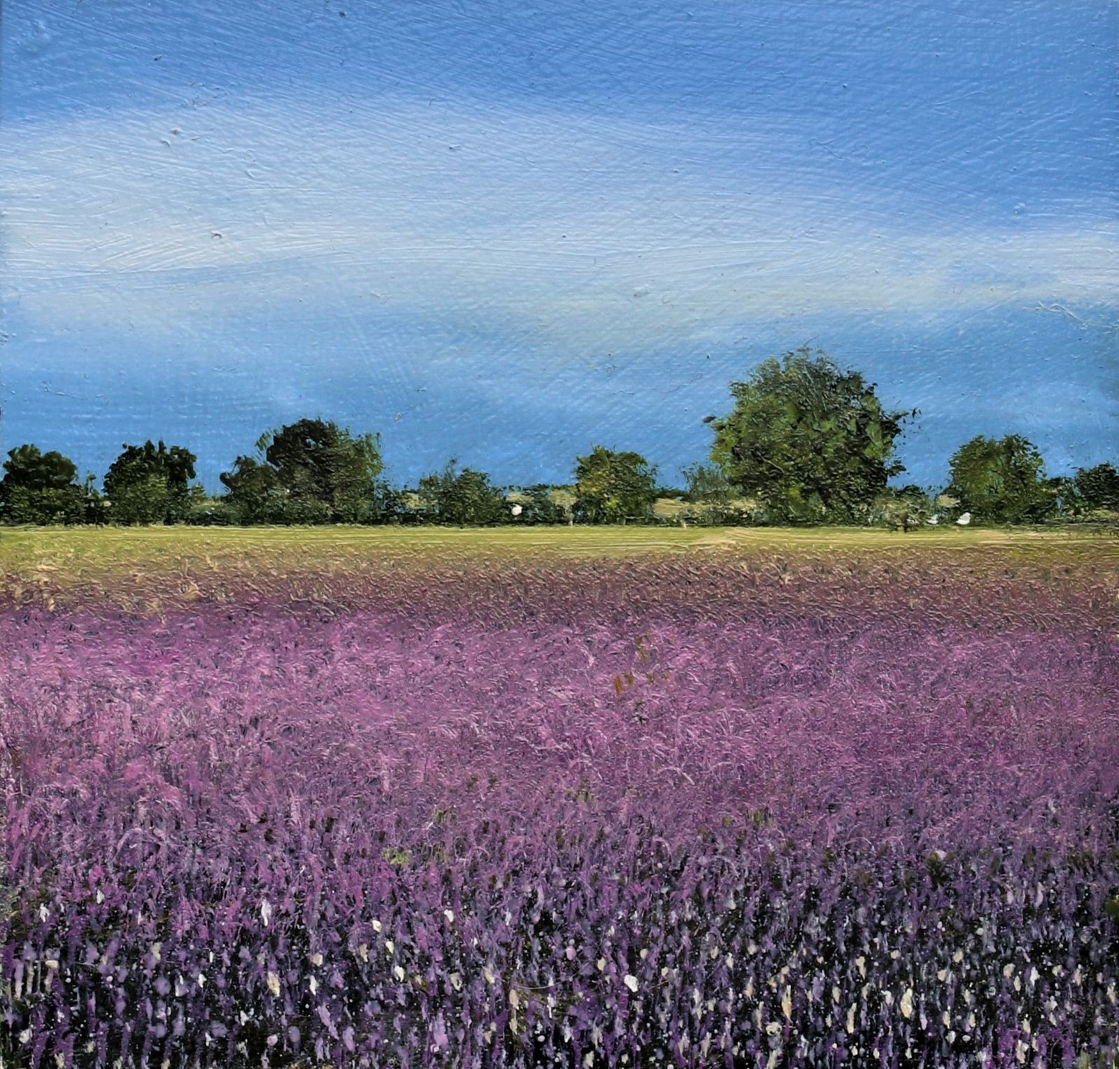 Lavender Field by Garry Pereira