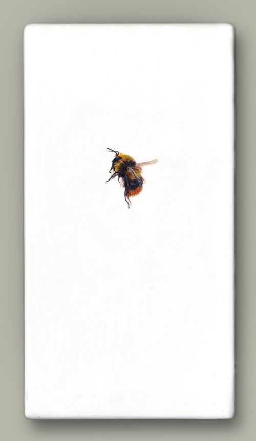 Hazel Mountford - One Bee Left - Early Bumblebee