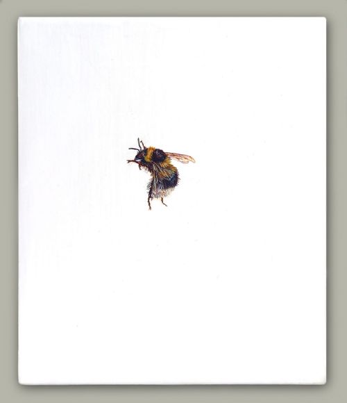 Hazel Mountford - One Bee Left - Garden Bumblebee