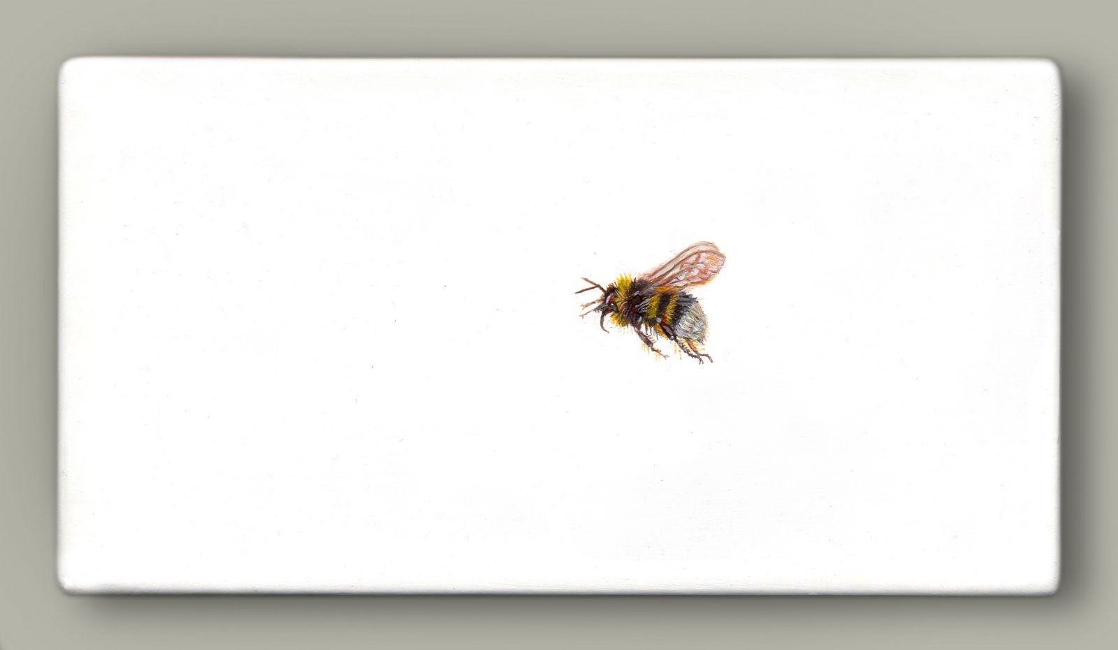 One Bee Left - Heath Bumblebee by Hazel Mountford