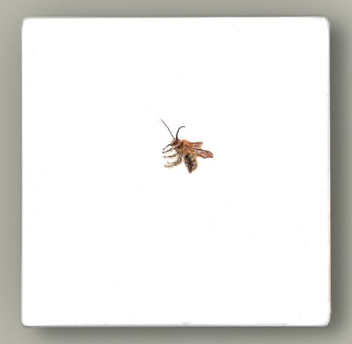 Hazel Mountford - One Bee Left : Long-horned Bee