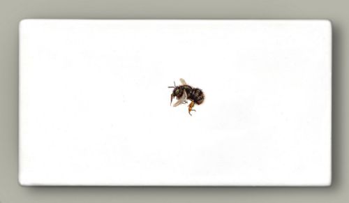 Hazel Mountford - One Bee Left : Potter Flower Bee