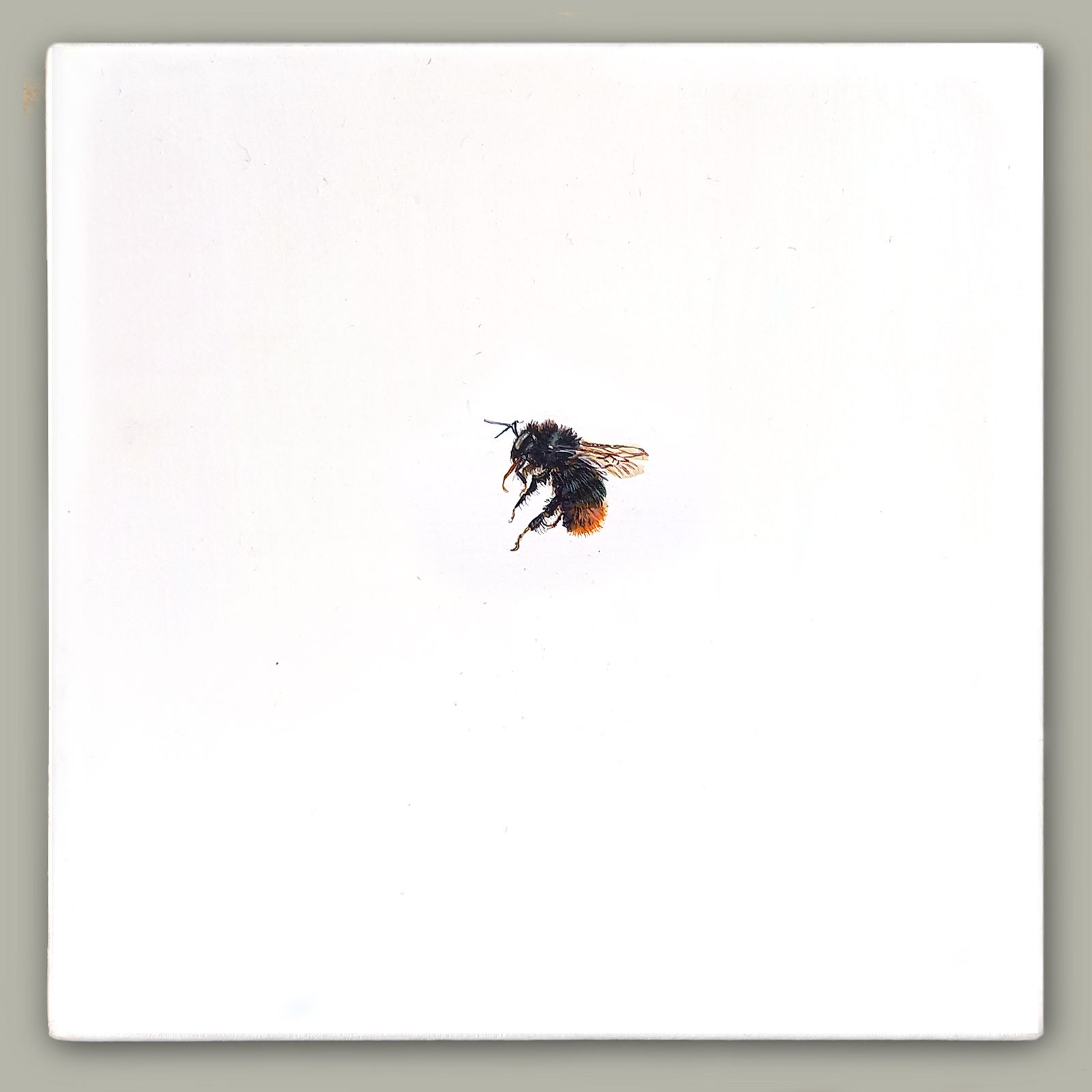 One Bee Left: Red-tailed Bumblebee by Hazel Mountford