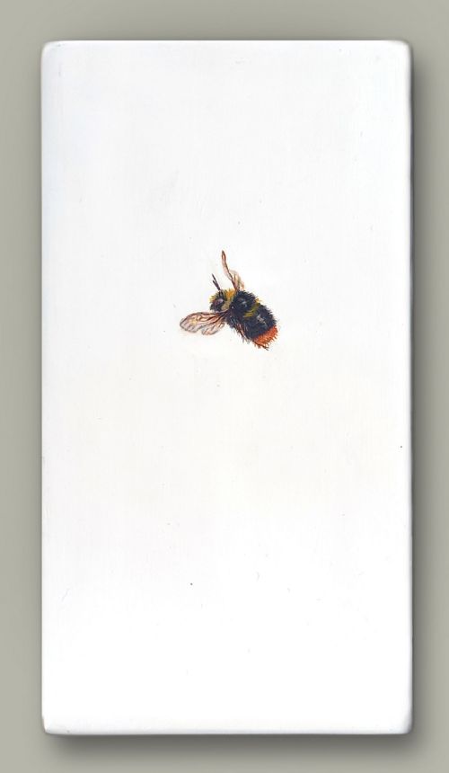 Hazel Mountford - One Bee Left - Red-tailed Bumblebee