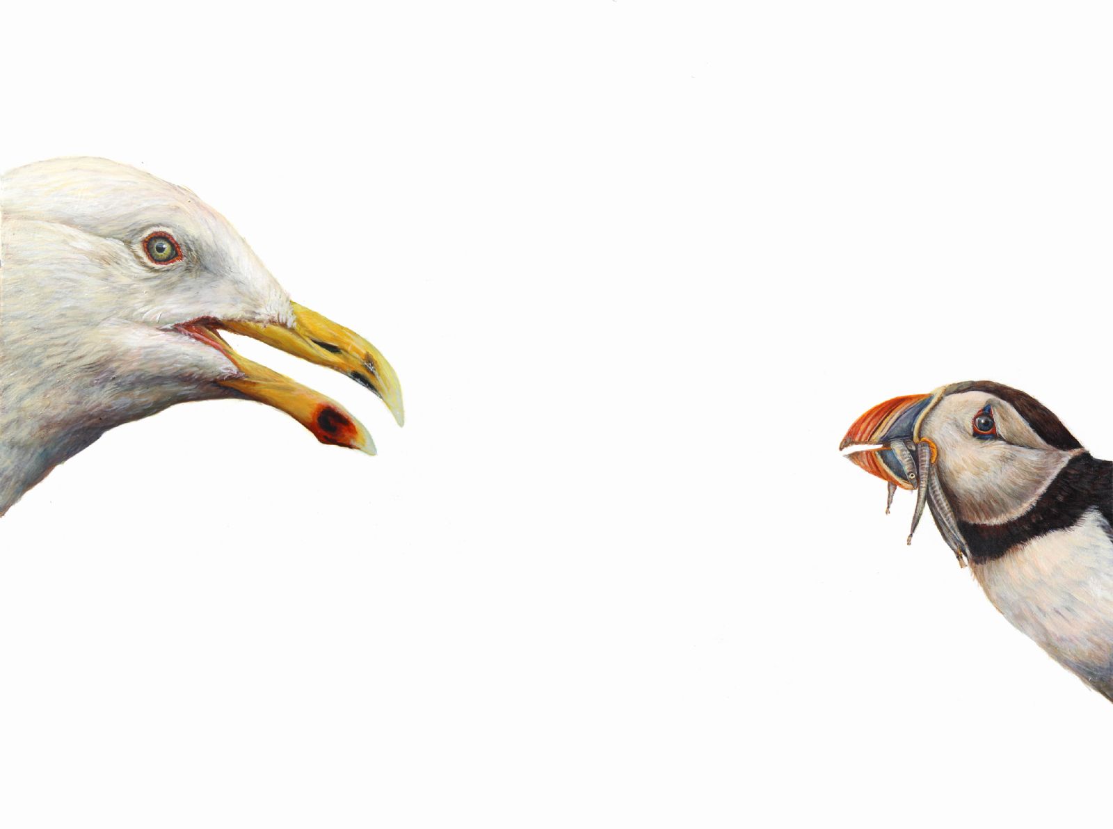 Top Predator : Gull & Puffin by Hazel Mountford