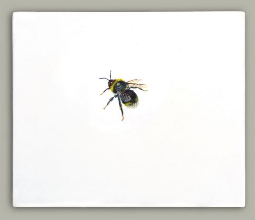 One Bee Left: Vestal Cuckoo Bumblebee by Hazel Mountford