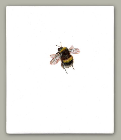 Hazel Mountford - One Bee Left - White-tailed Bumblebee
