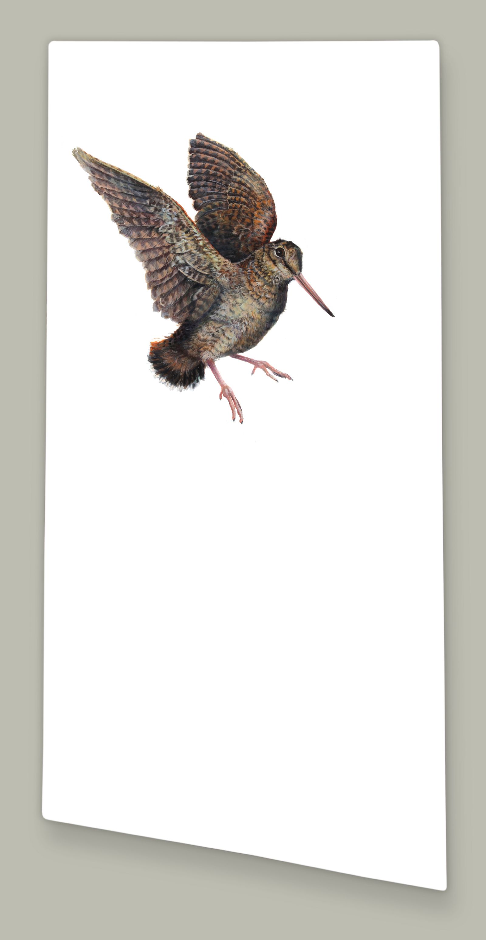 Woodcock Flight  by Hazel Mountford