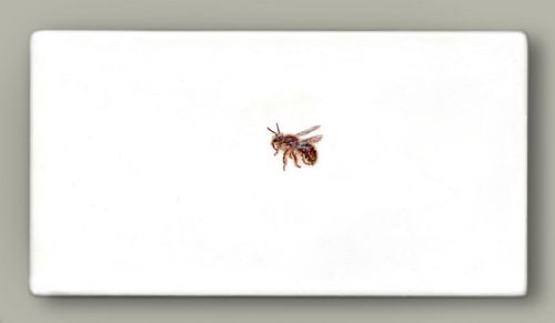 Hazel Mountford - One Bee Left : Wool Carder Bee